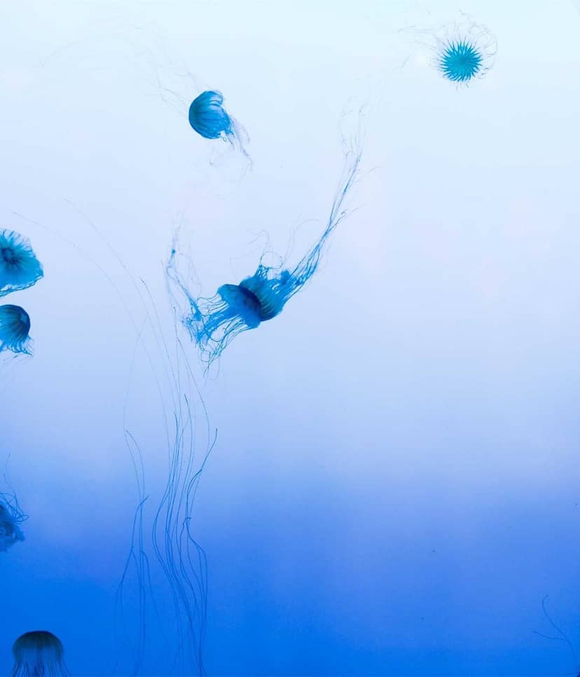 Unauth title JTMckHcc